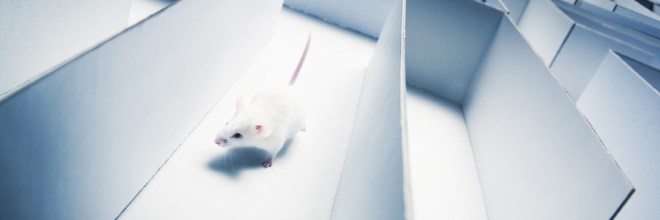 Low Protein Diet Slows Alzheimer’s, Improves Thinking processes In Lab Mice